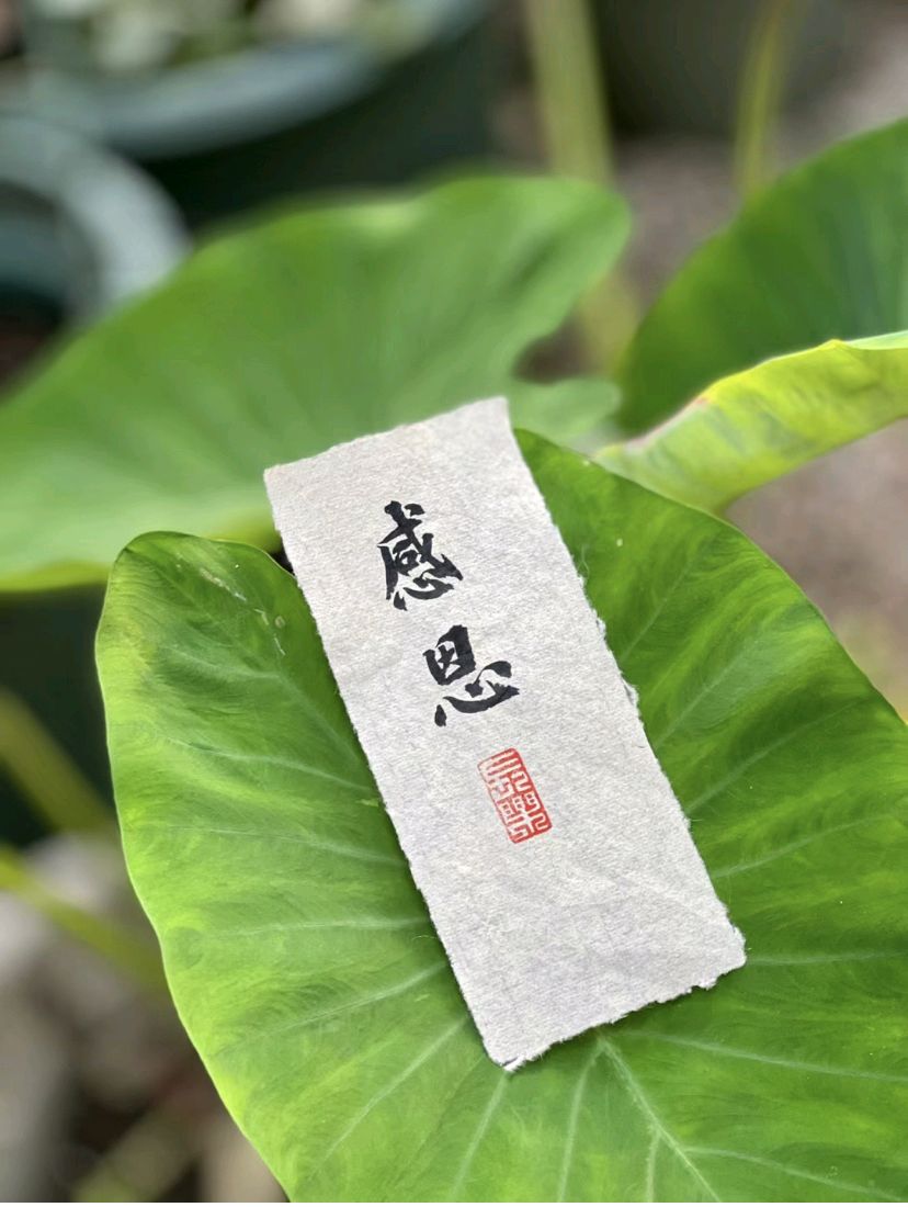 请欣赏【阳光心灵 悟语人生】哲理随笔之（十一）《人生六恩必铭心》作者/朱俊 主播/福音 编辑/福音【中国长江文学社】有声文学平台【第18778期】（图10）