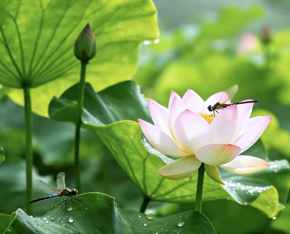 1585王建群诗选:夏夜书斋遐思(图5)