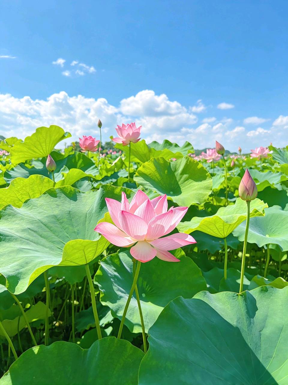 荷华媚·夏日欢歌金夜（兰州）（图3）