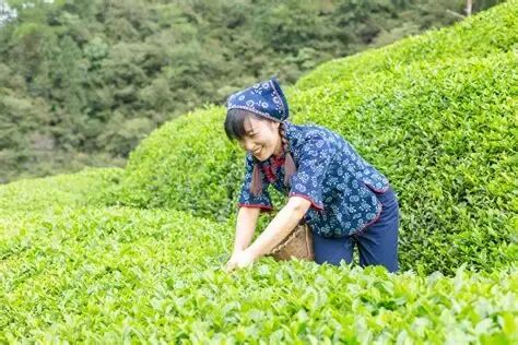一个人采茶上午一个人户外采茶摄影图配图高清摄影大图-千库网