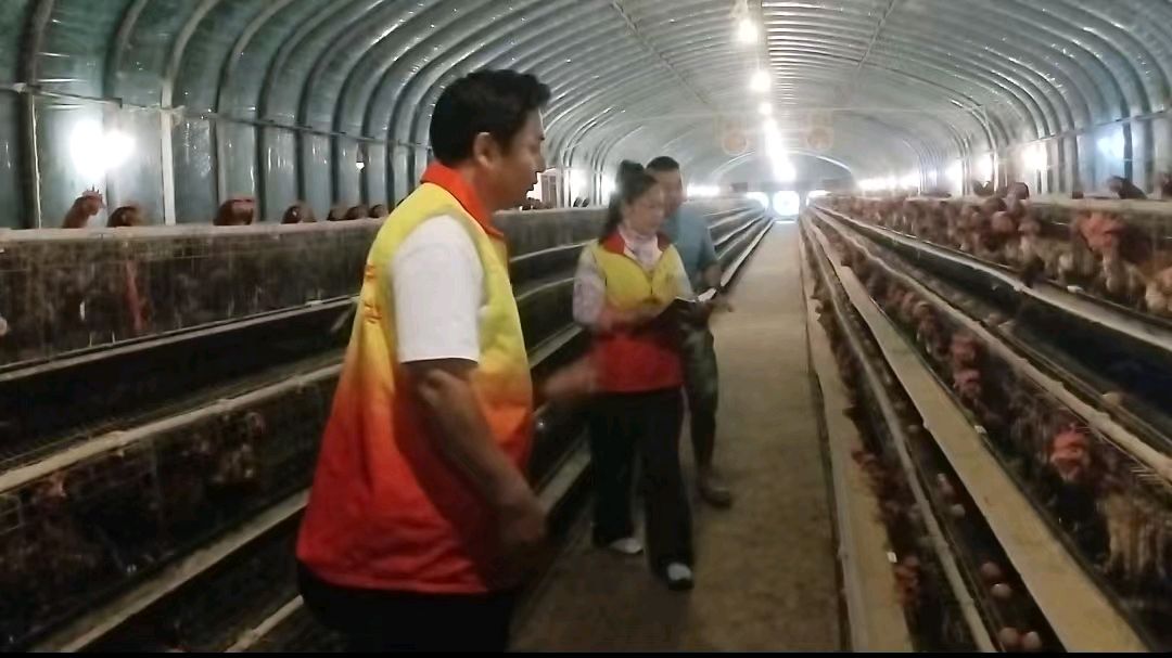 调研养鸡场 暖心扶农商（图3）