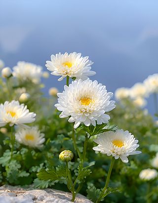 《我爱山菊花》实力诗人/赵新洪、好声音主播/凤珠。(图5)