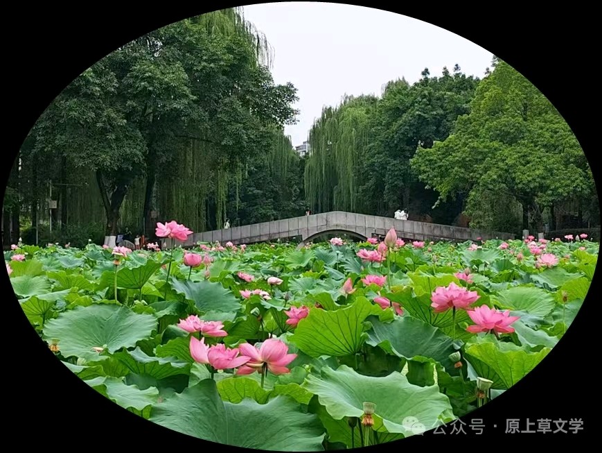 【中国诗人】文坛*五绝 盛夏乐欢场文／南山翁（图4）