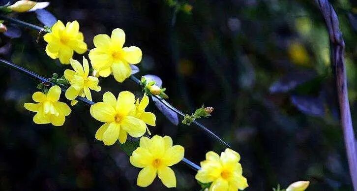 迎春花的花语与寓意(迎春花)_花植网