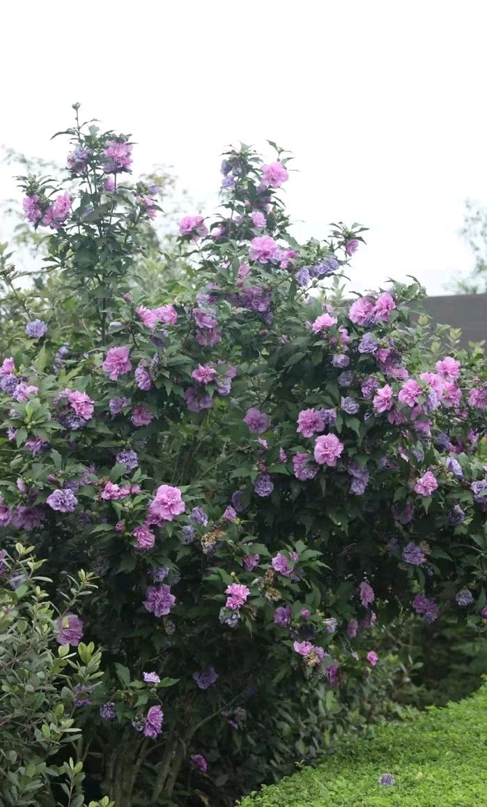 木槿花色新（图8）