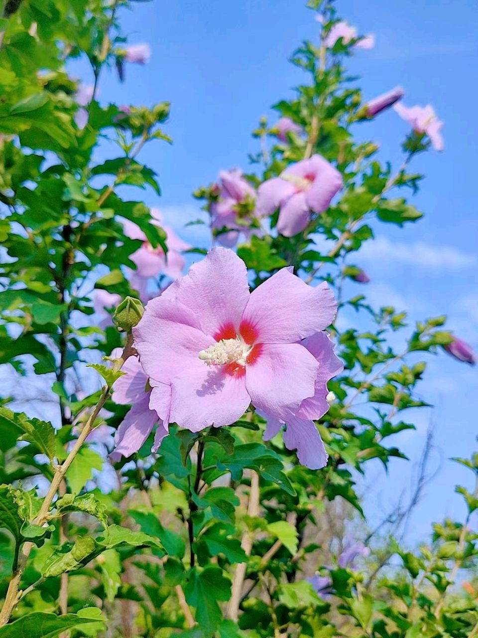 木槿花色新（图6）