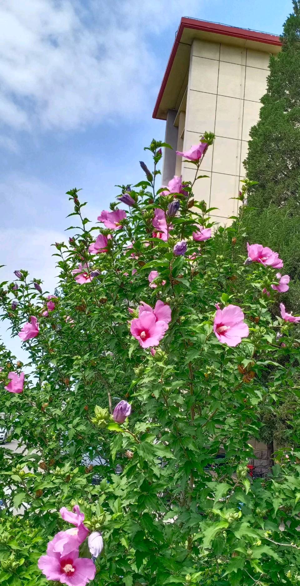 木槿花色新（图5）