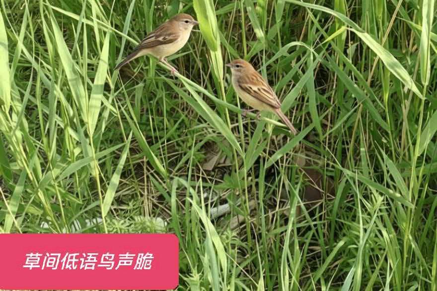 邬云峰《小暑即景》诵读：赢赢（郭伟）（图3）