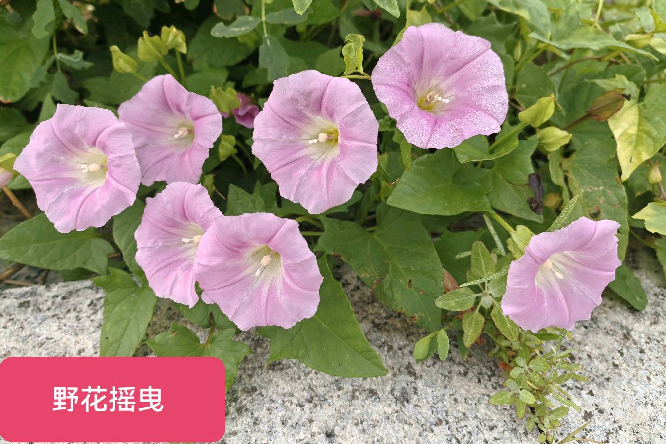 邬云峰《小暑即景》诵读：赢赢（郭伟）（图4）