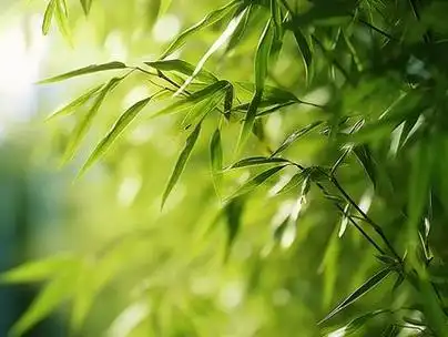 诗韵佳园文学社作品集锦《第49期》-周刊(图12)