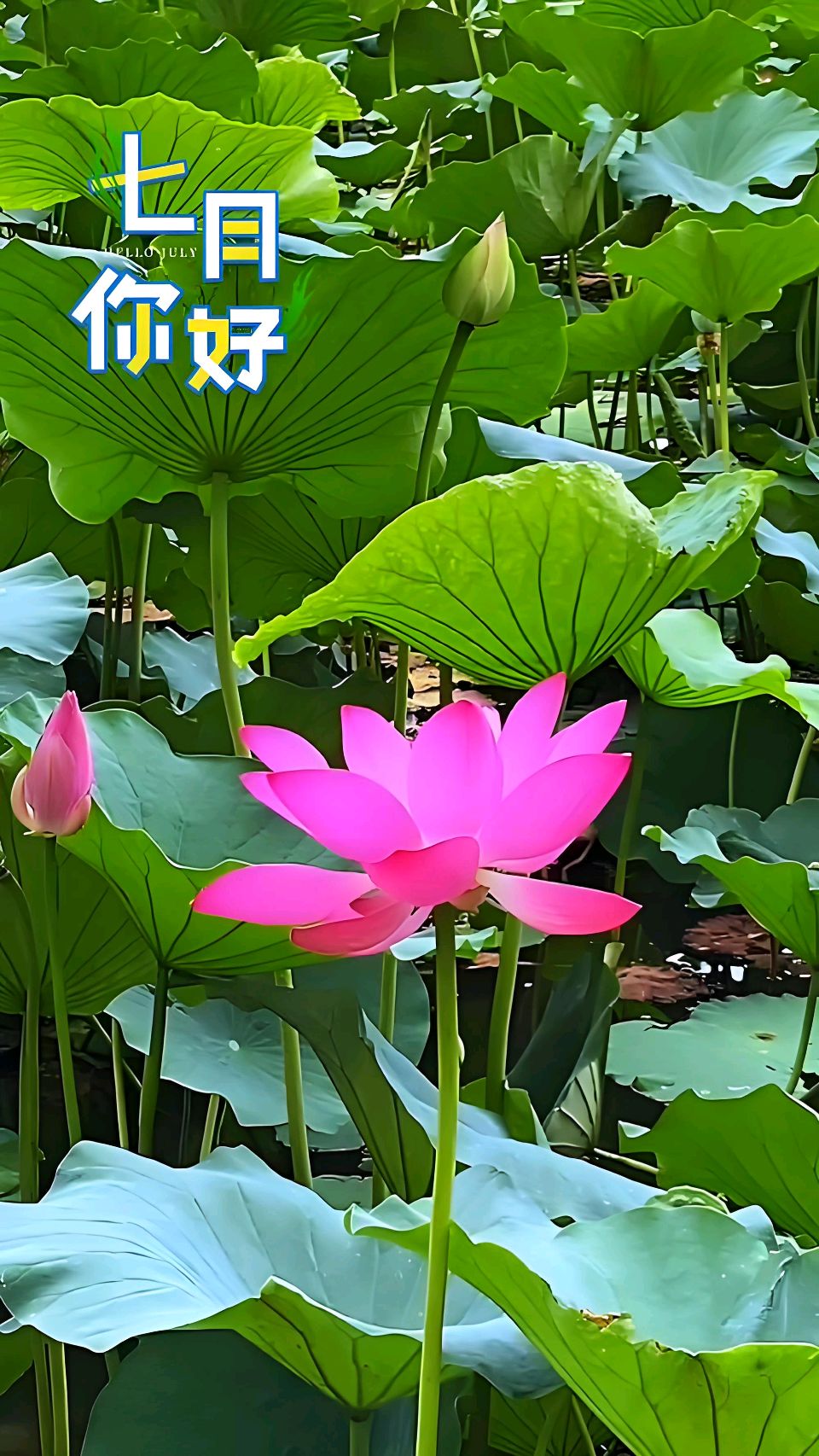 中华红旗国际诗社~北京头条~七月:作者/雨下罗加:朗诵/边城(图9)