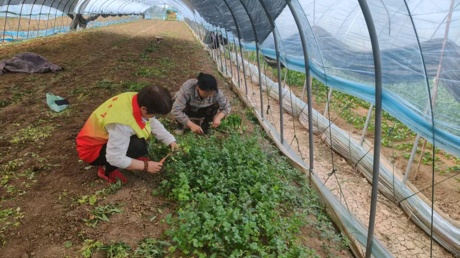 大棚访菜语 志愿暖农心