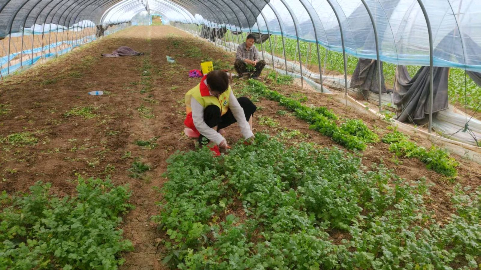 大棚访菜语 志愿暖农心（图4）