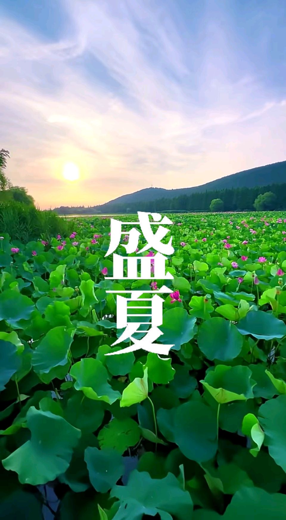 盛夏（组合）王金廷（厦门）（图11）