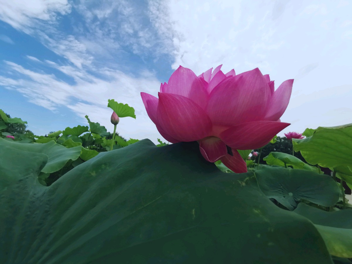 盛夏（组合）王金廷（厦门）（图15）
