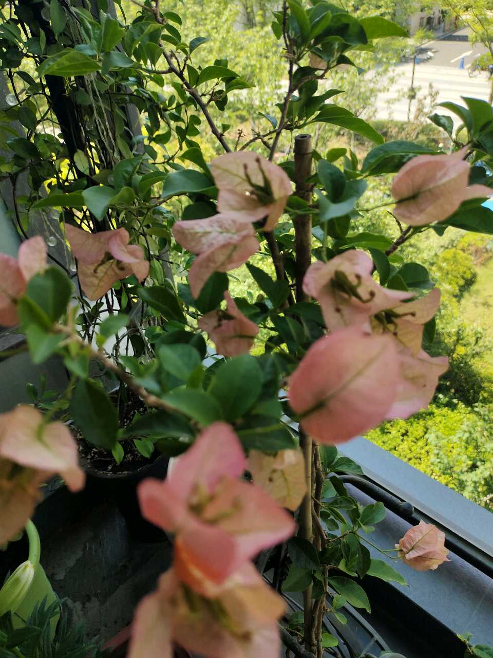 七绝 吾家小花卉（图4）