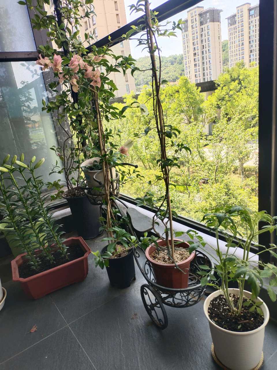 七绝 吾家小花卉（图6）
