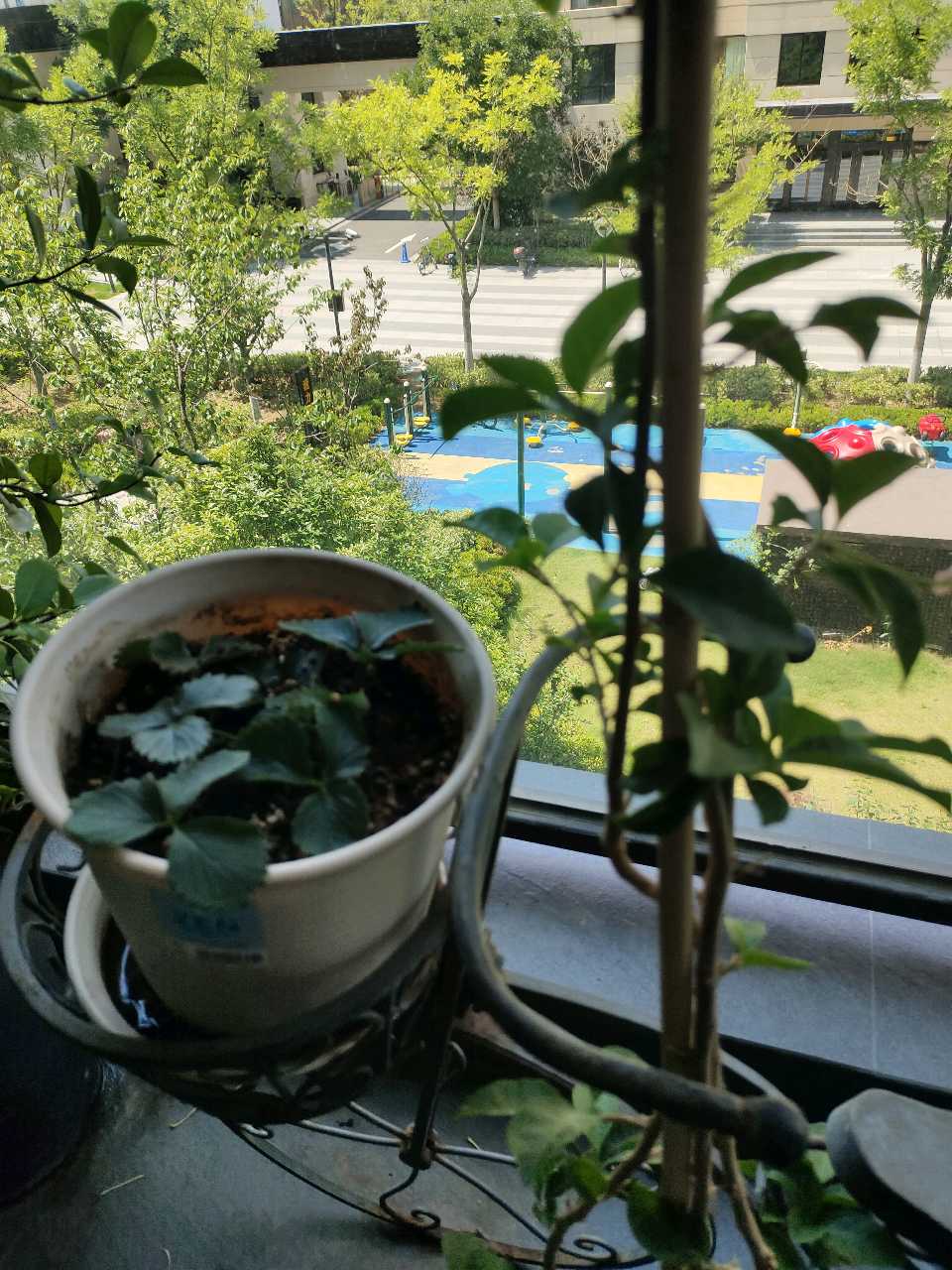 七绝 吾家小花卉（图5）