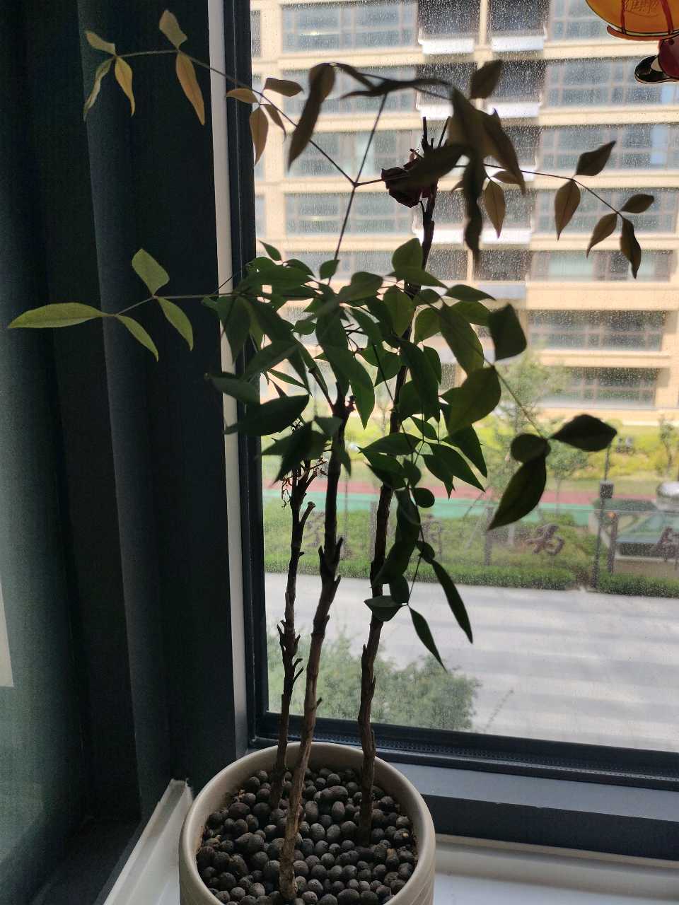 七绝 吾家小花卉（图7）