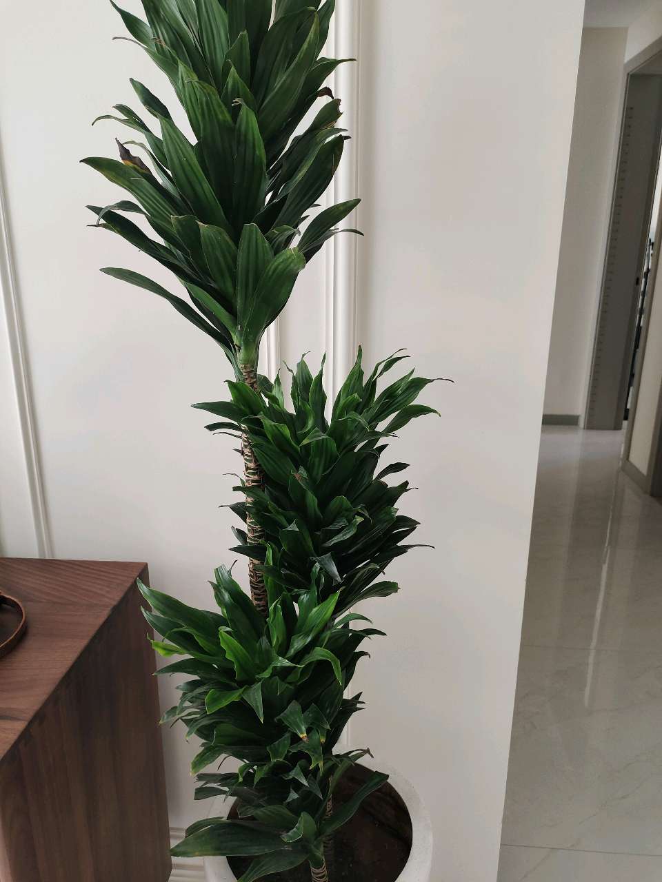 七绝 吾家小花卉（图8）