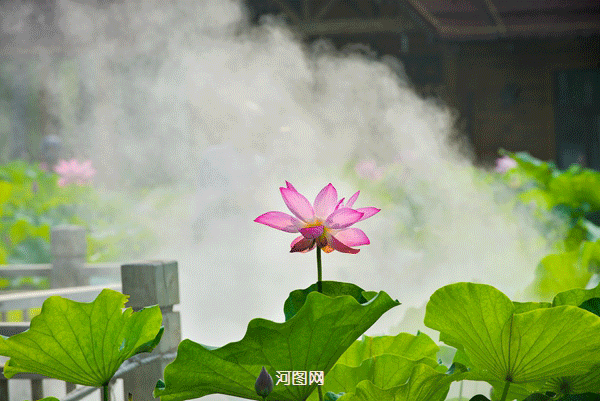 国风总社284‖小暑同题-北京头条(图11)