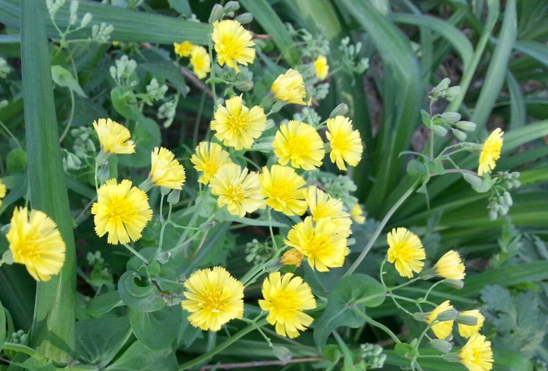 【明心文学】水川/百花争艳组诗（42）七律四首 主播/张兆维（图4）