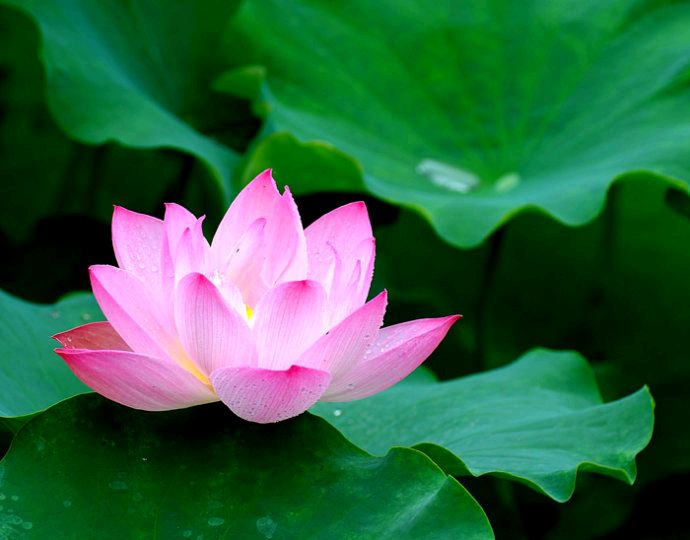 微型散文诗《荷花与淤泥的私语》（图2）