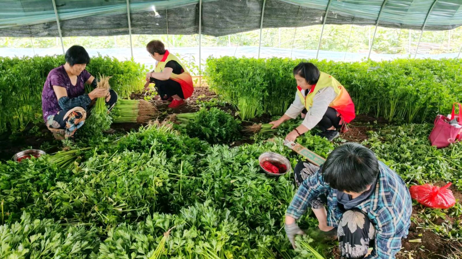 大棚走访察农情 志愿帮扶产业兴