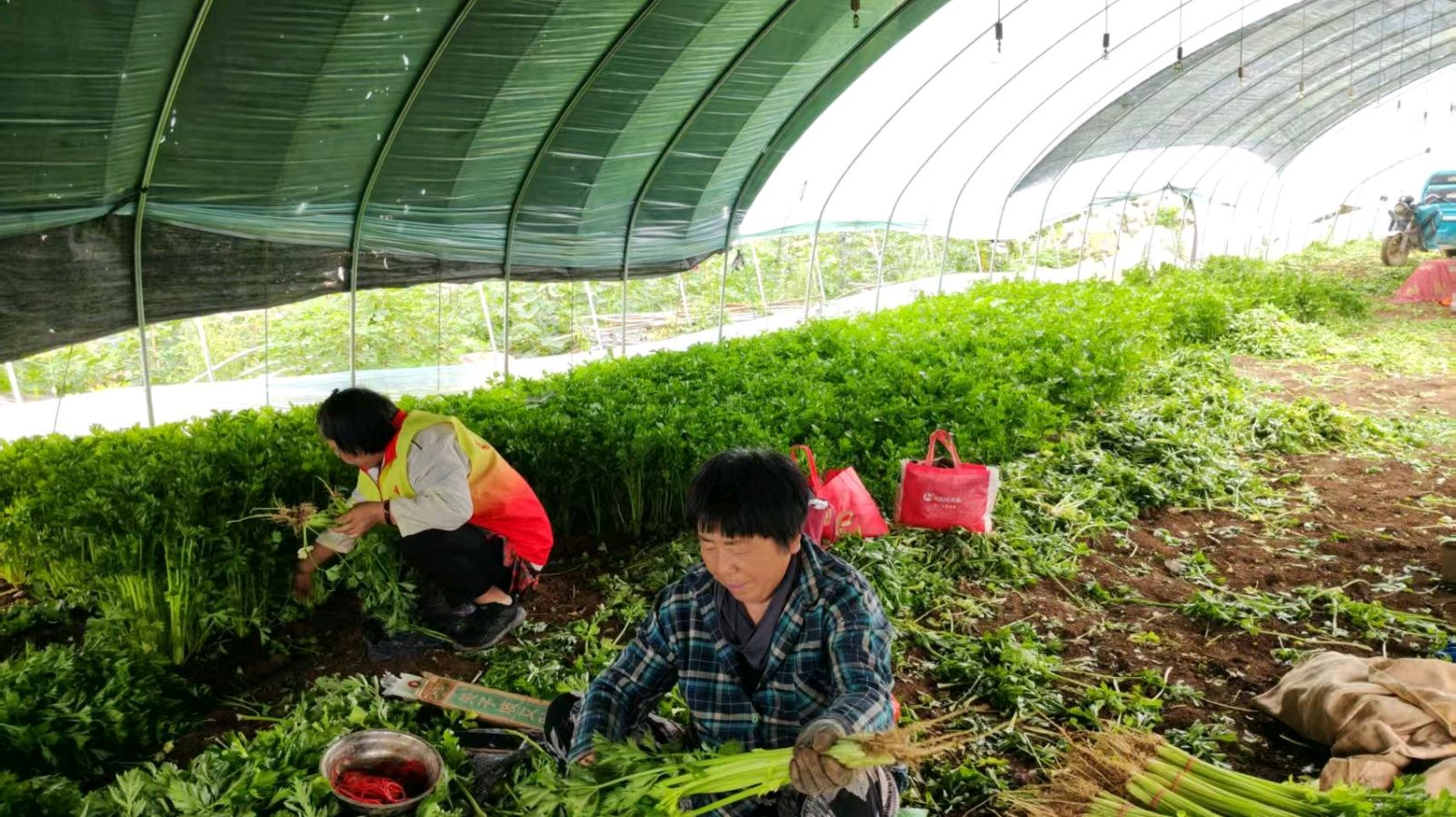 大棚走访察农情 志愿帮扶产业兴（图3）