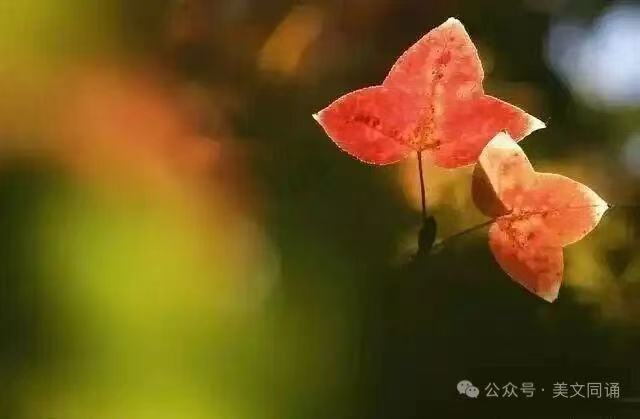 《自己亦是风景》作者 佚名（图2）