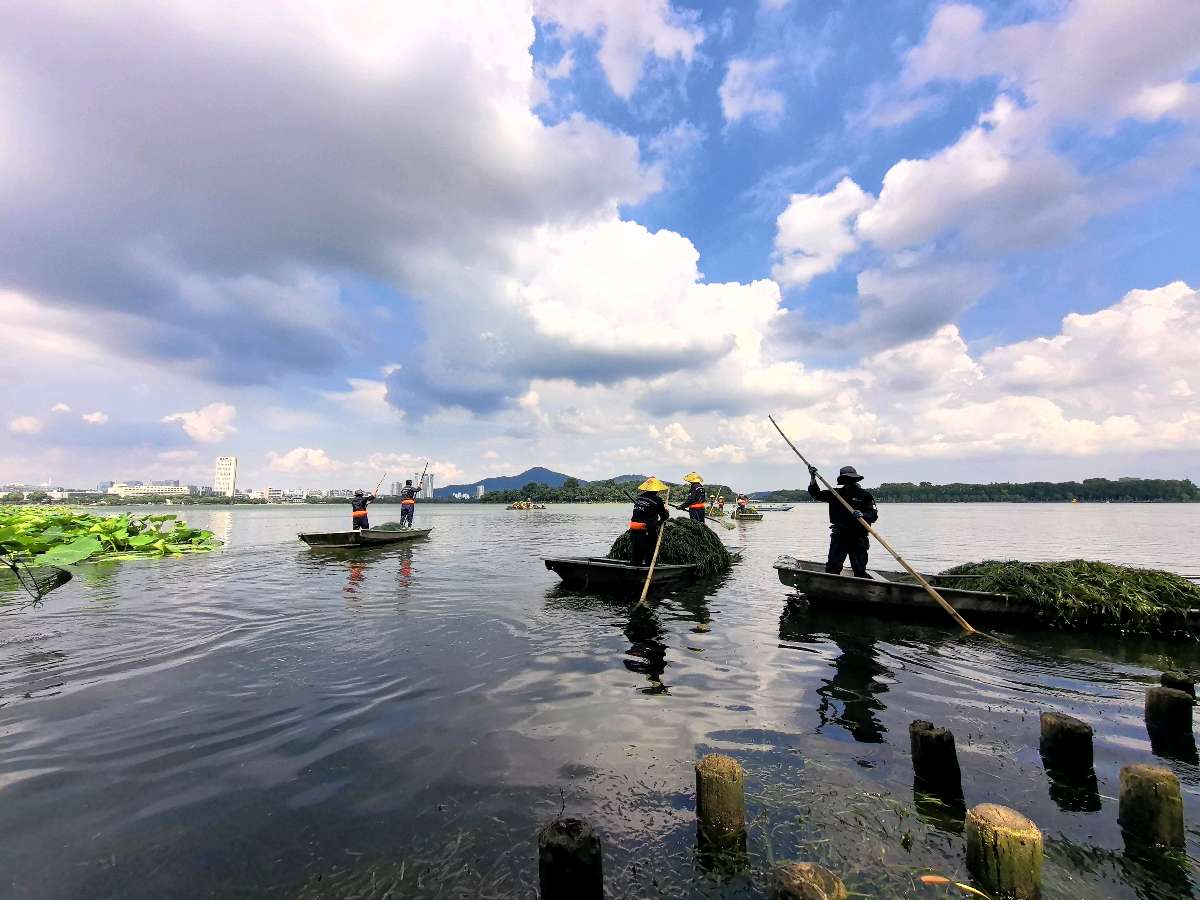 特别报道 | 玄武湖打响生态保卫战：保洁工人顶着烈日泛舟湖上清水草（图5）