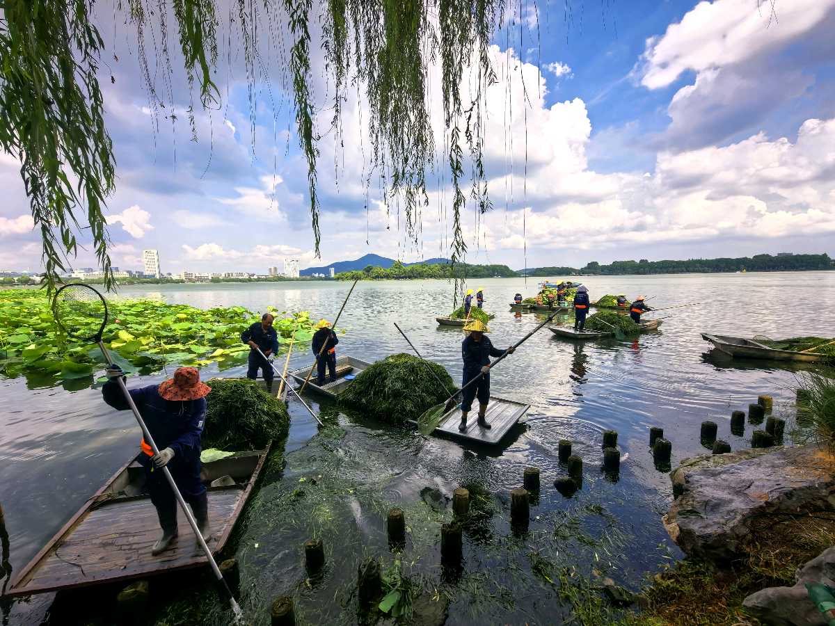 特别报道 | 玄武湖打响生态保卫战：保洁工人顶着烈日泛舟湖上清水草（图4）