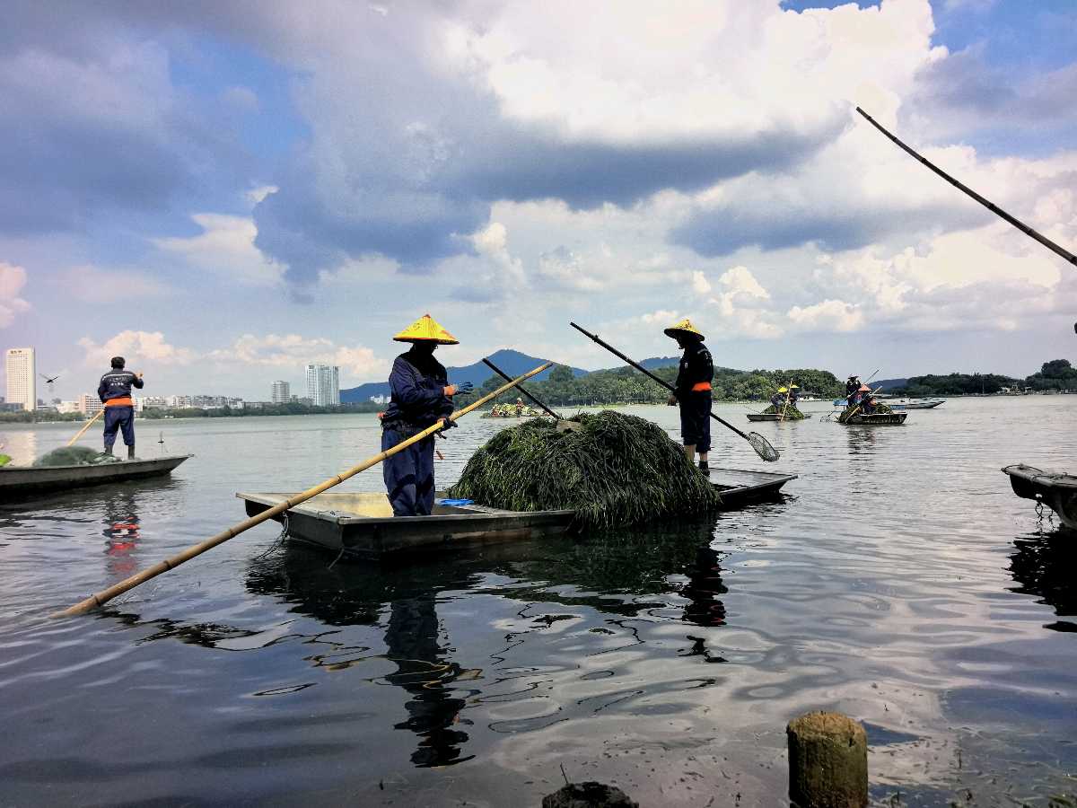 特别报道 | 玄武湖打响生态保卫战：保洁工人顶着烈日泛舟湖上清水草（图6）