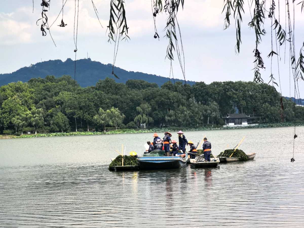 特别报道 | 玄武湖打响生态保卫战：保洁工人顶着烈日泛舟湖上清水草（图7）