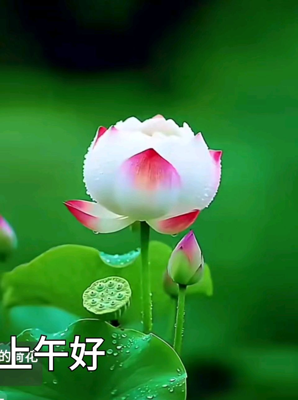 【都市头条成都文苑编辑部】主编周原翁;诗文作者何俊锋.翟功印.李向前.屈军强.楊达.秦牛.成公田.(图14)