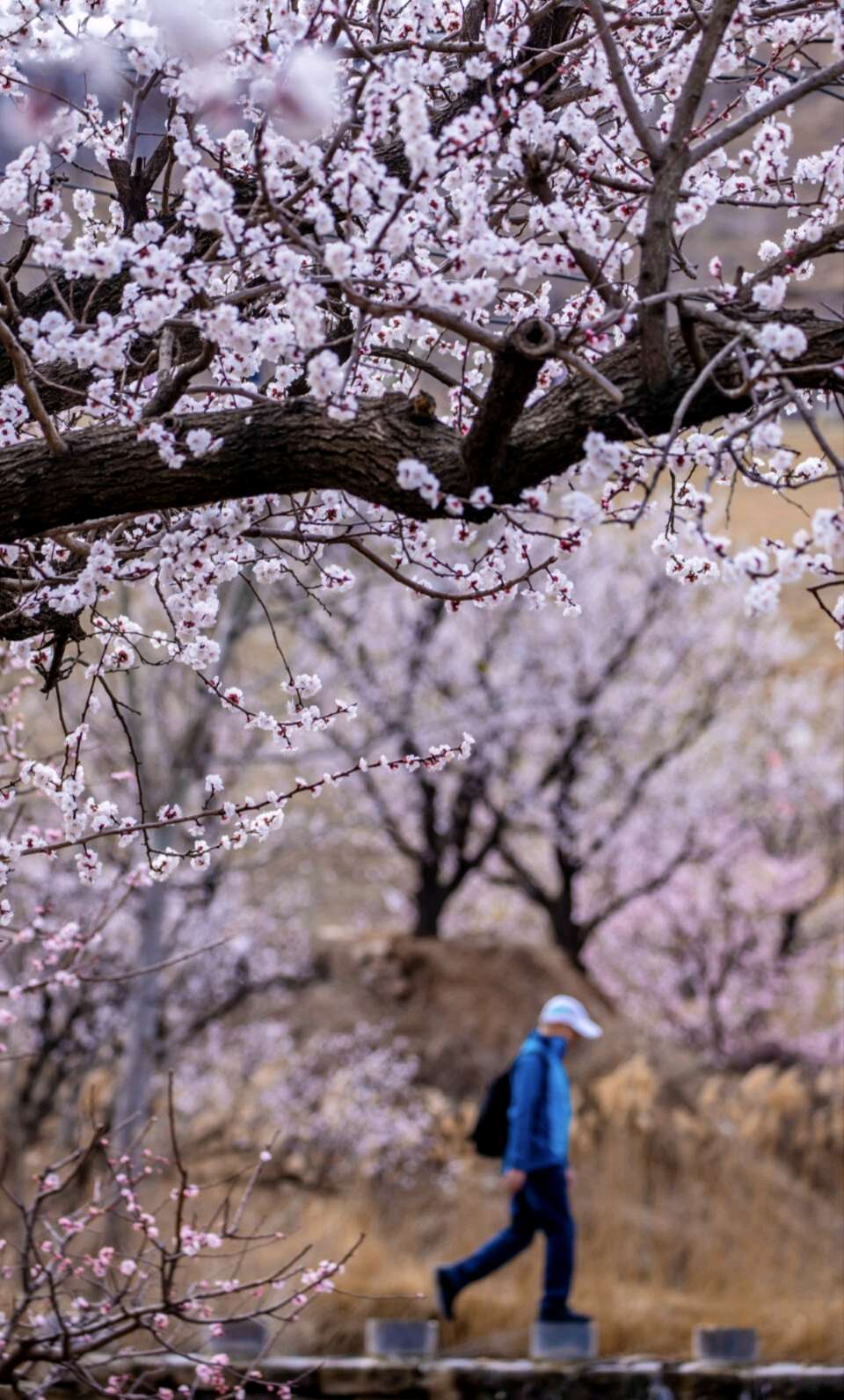 醉墨芳华《相思恰似秋千索 》诵读：于蕾（图3）