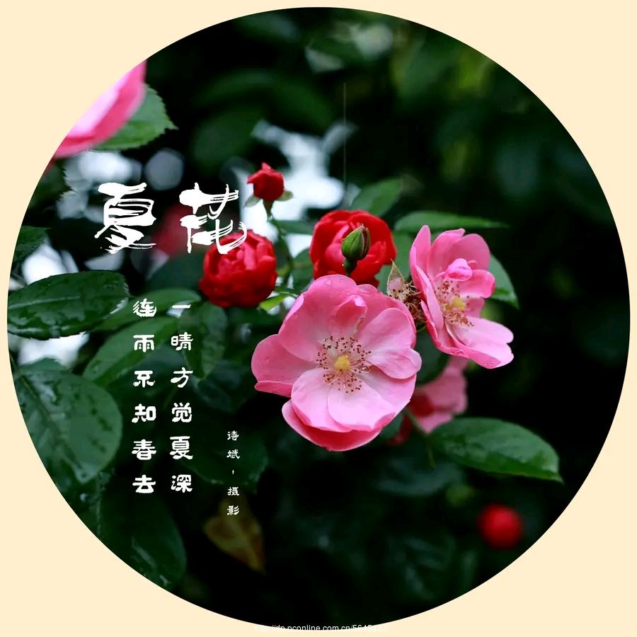 七绝·夏花风雨后（文/冯清明）/蛾眉月随想（文/许碧霞）……莲叶之珠文学社（图5）