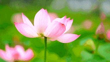 北京诗社“曙色荷香”同题2026年【第23期】诗词合刊 北京头条(图9)