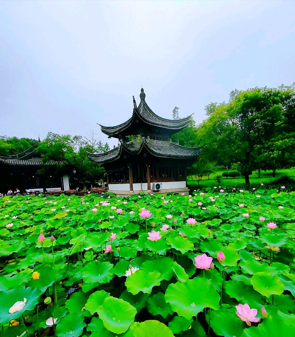 北京诗社“曙色荷香”同题2026年【第23期】诗词合刊 北京头条(图11)