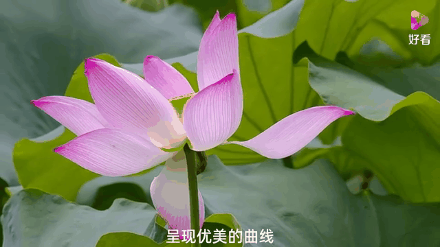 北京诗社“曙色荷香”同题2026年【第23期】诗词合刊 北京头条(图27)