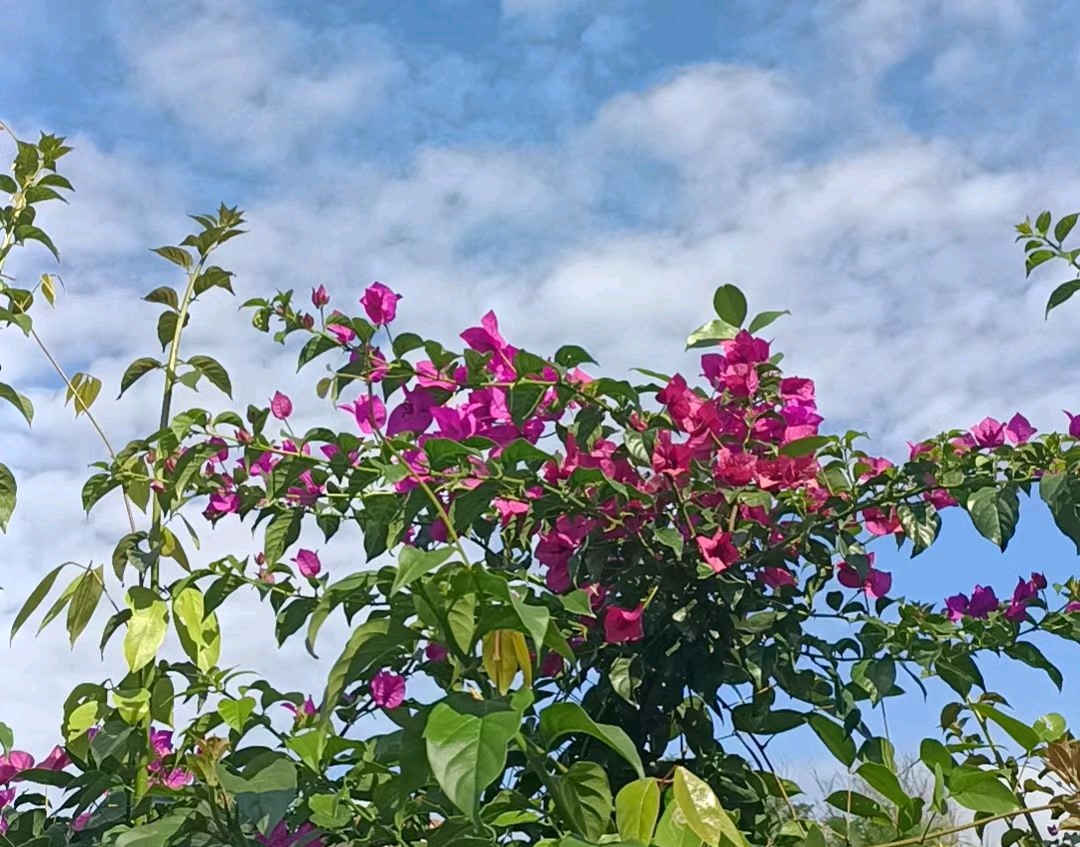 造假的文物