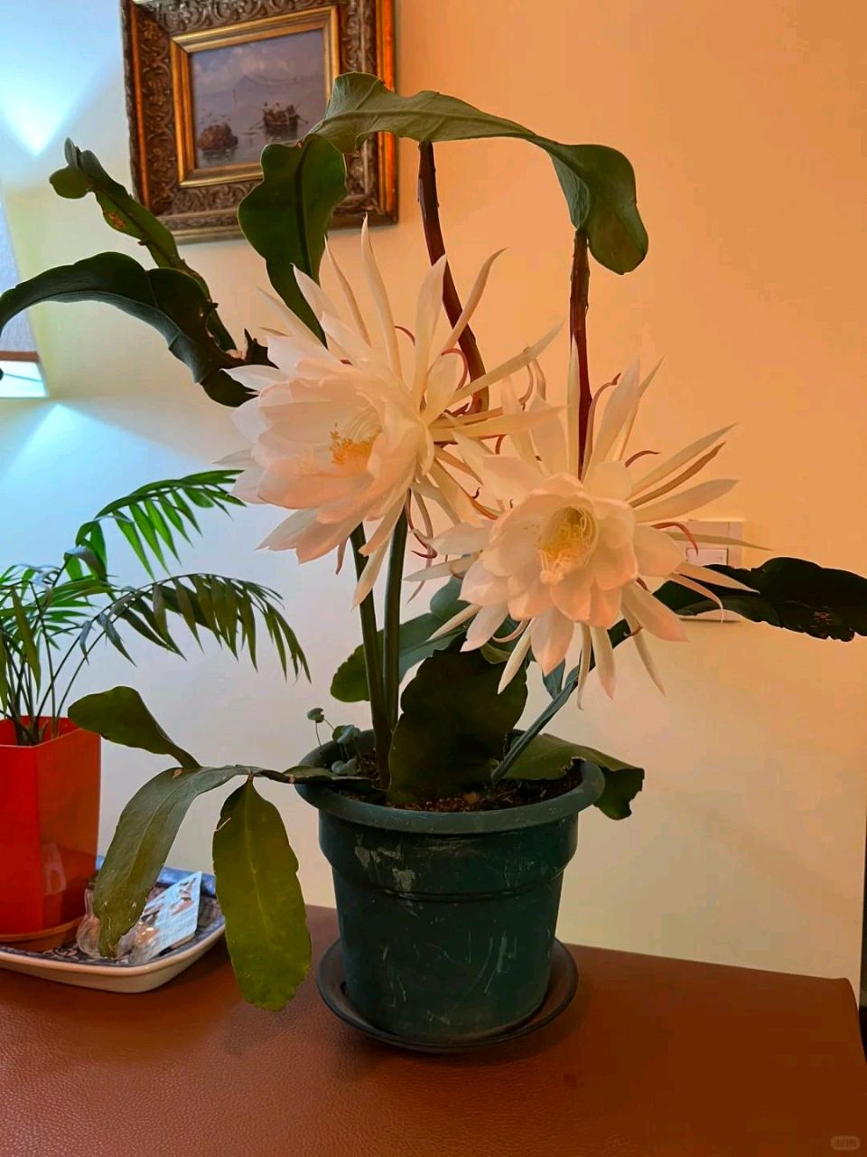 昙花静绽放（图4）