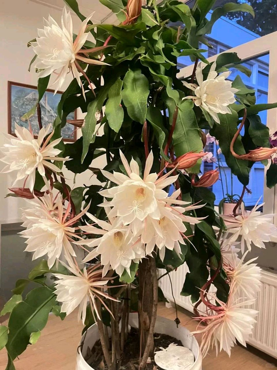 昙花静绽放（图8）