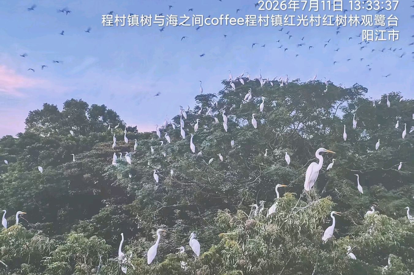三元五绝诗~粤西游(附七绝一首)文/詹成(图9)
