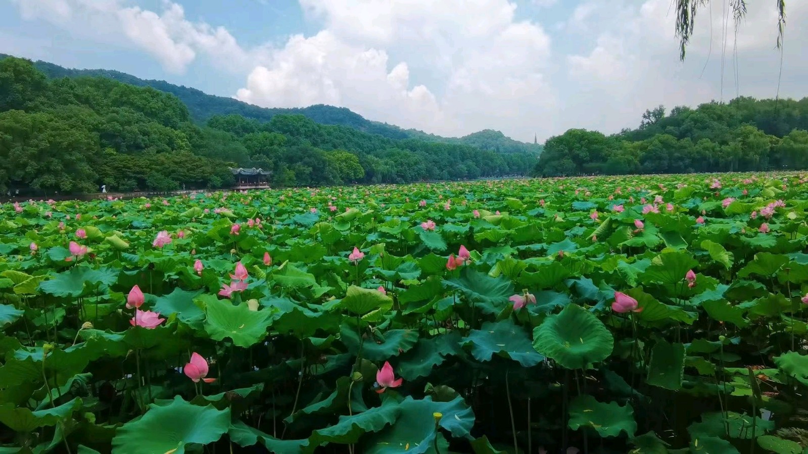 北京头条‖【咏长白天池十六峰】和【五女峰】‖作者·孙崇秋·山菊花（白山）003期（图3）