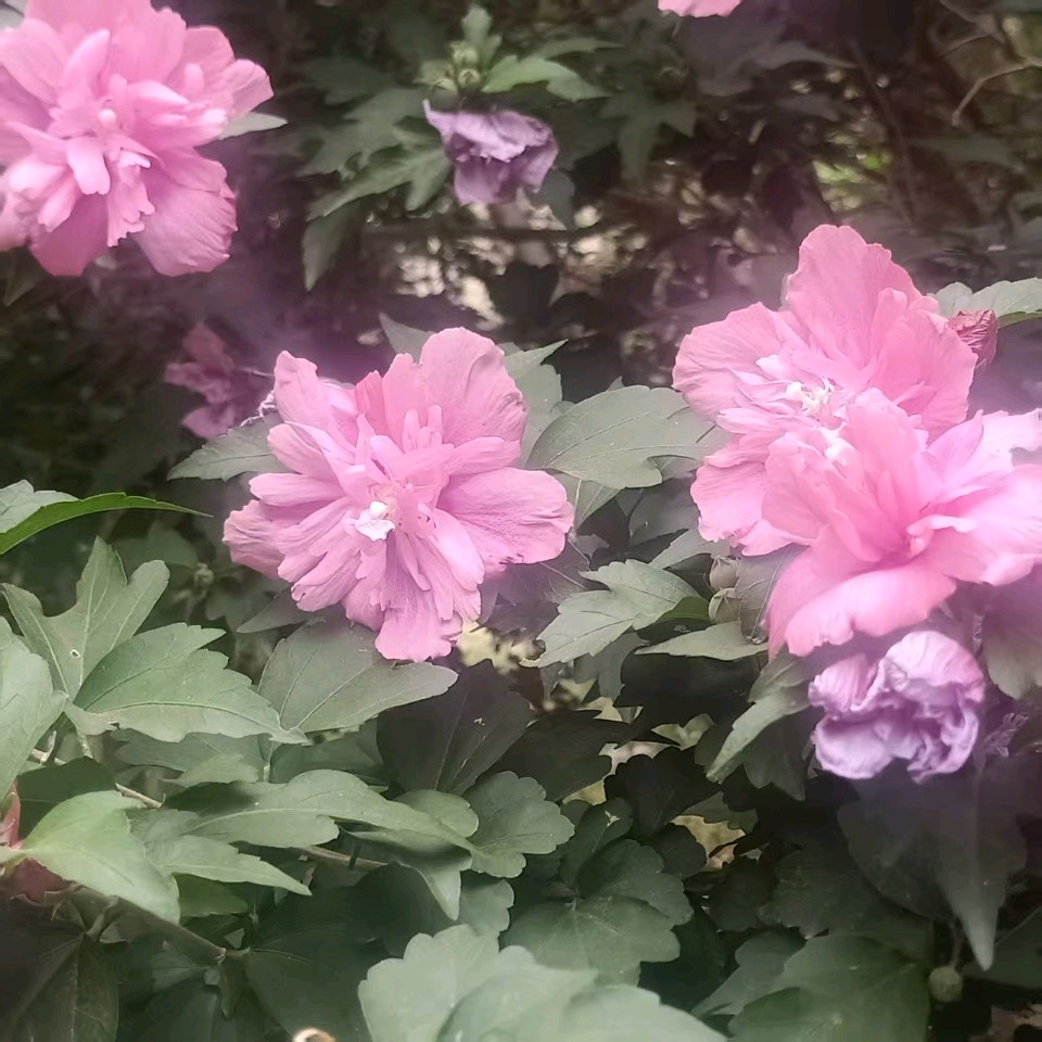 【都市精英文学社】七律 丙午仲夏花事二首作者/周效仁（山东临沂）（图7）