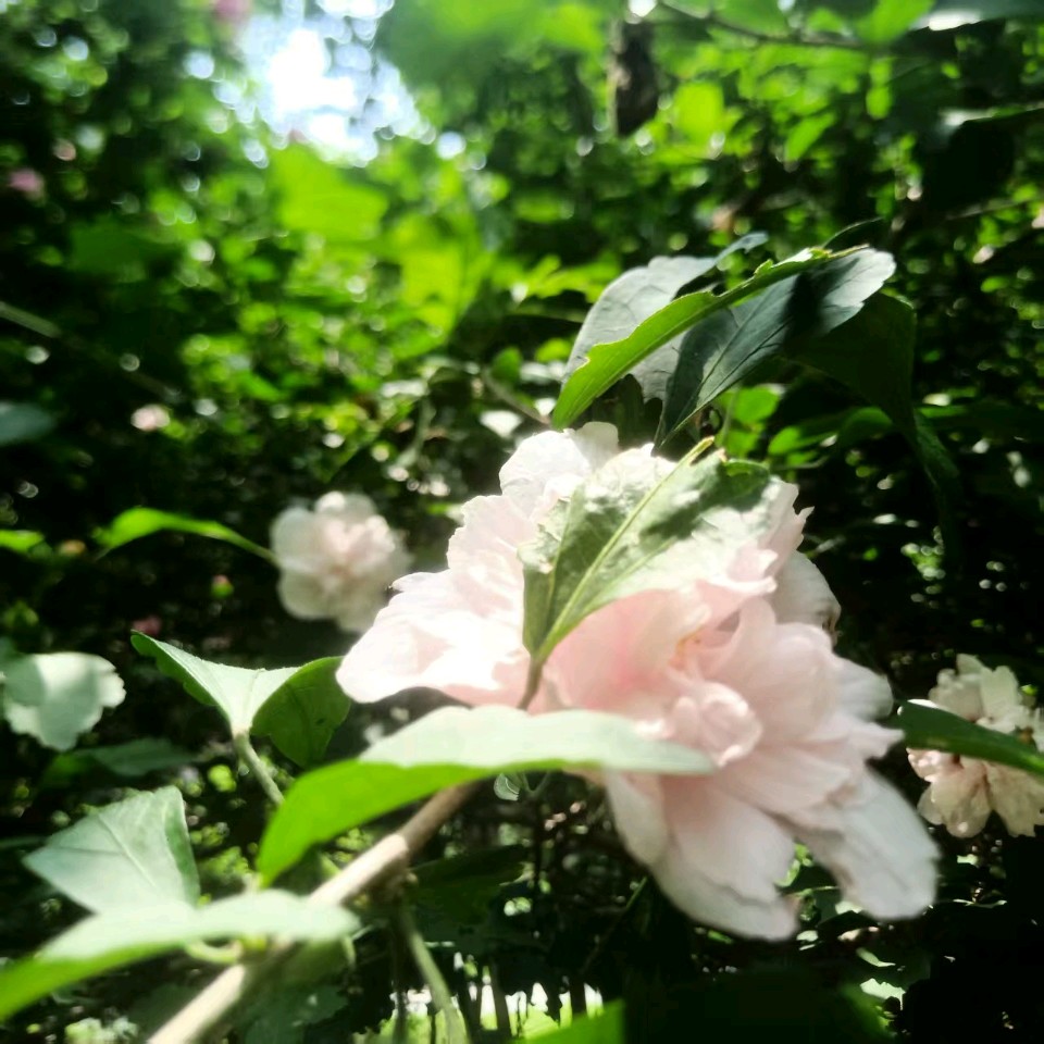 【都市精英文学社】七律 丙午仲夏花事二首作者/周效仁（山东临沂）（图9）