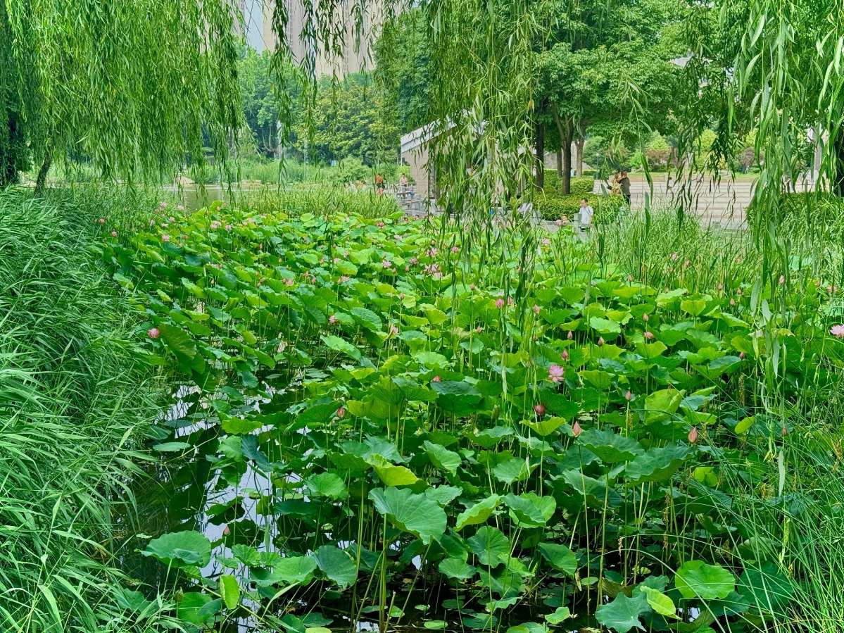 捣练子·夏之韵（二首）金夜（兰州）（图3）