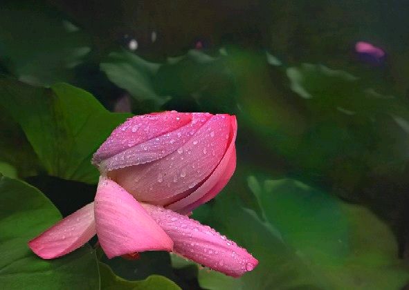 《雨·荷》（图7）