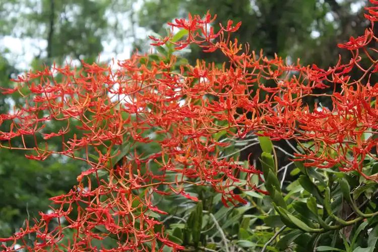 【明心文学】水川/百花争艳组诗（44）七律四首 主播/张兆维（图4）